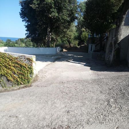 Cap Corse Une Villa Dans Un Nid De Verdure San-Martino-di-Lota Kültér fotó